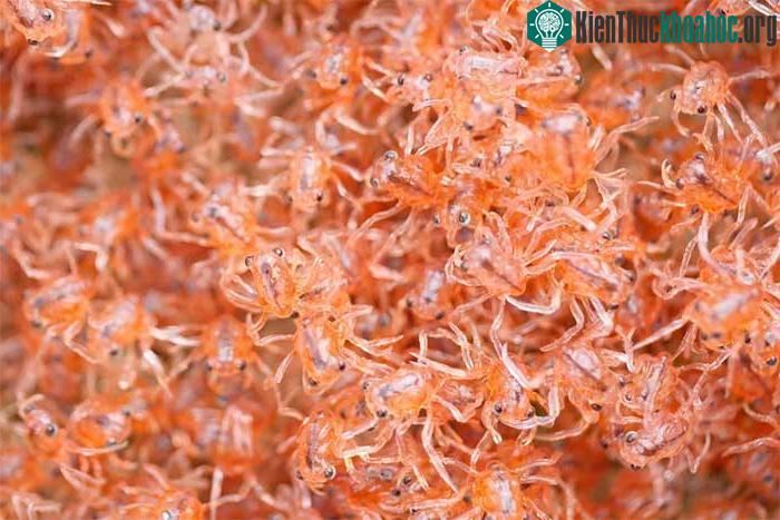Hàng triệu con cua non sẽ phủ một màu đỏ lên các bãi biển trên hòn đảo