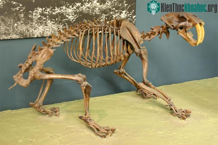 Hóa thạch của hổ răng kiếm tại Bảo tàng National Museum of Natural History