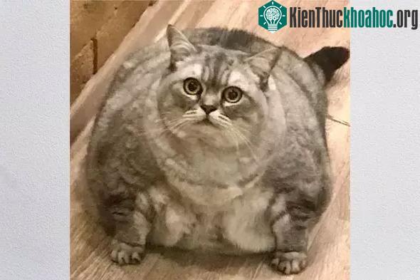Đối mặt lao lý vì nuôi con mèo "béo nhất thế giới" ảnh 2