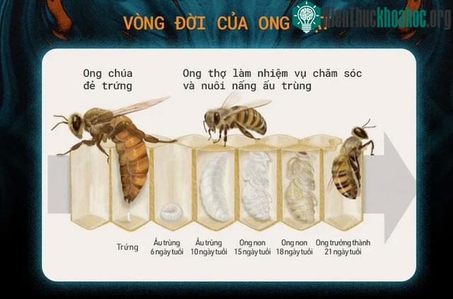 Vòng đời của ong mật