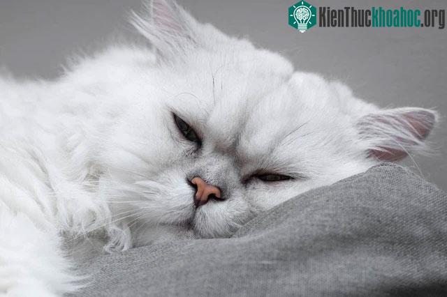 Chinchilla là giống mèo rất quấn chủ.