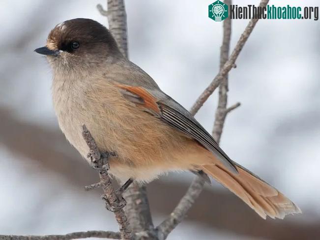 Chim giẻ cùi Siberian