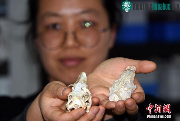 So sánh giữa hộp sọ của hóa thạch thằn lằn họ Li (bên phải) và hộp sọ của thằn lằn khổng lồ hiện tại.