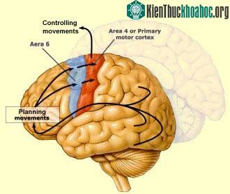 Giải Brain Prize 1,5 triệu USD vừa được trao cho khám phá về mạch vận động, đó là gì vậy? ảnh 2