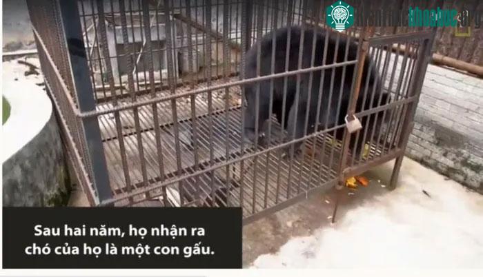 Gia chủ tá hỏa khi chó cưng nuôi suốt 2 năm bất ngờ biến thành… gấu ảnh 2