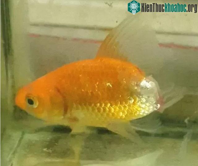 Sau nửa nam điều trị, chú cá vàng phục hồi một cách thần kỳ