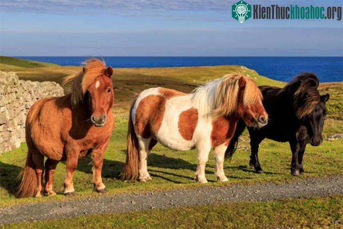 Ngựa Shetland