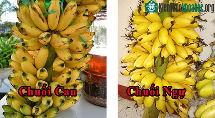 Phân biệt chuối ngự và chuối cau