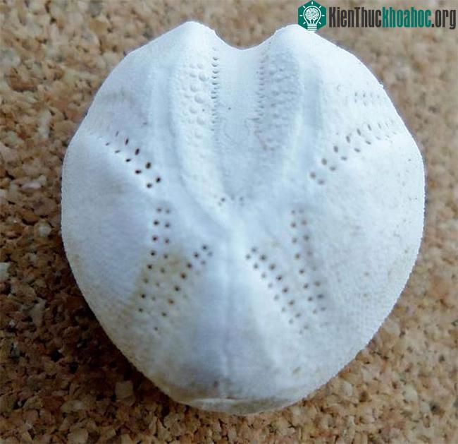 "Khoai tây lạ" trên biển bỗng dưng động đậy, ai cũng thất kinh ảnh 3