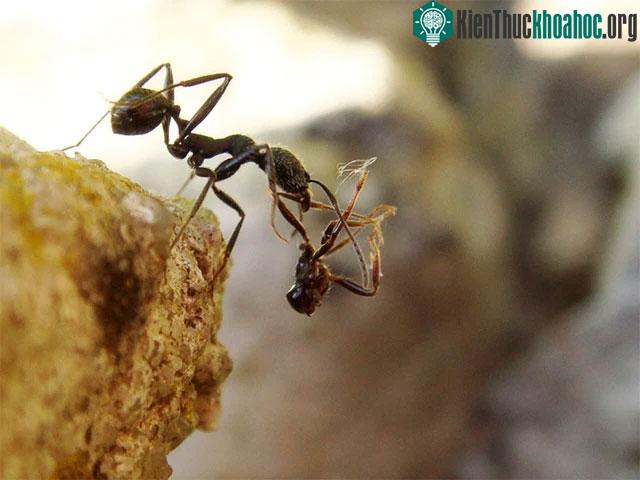 Kiến biết sử dụng bọt biển và giấy để thấm thức ăn lỏng mang về tổ.