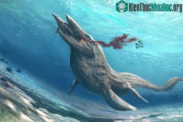 Có ý kiến nghi ngờ rằng đây là phần còn lại của 1 con Tylosaurus cổ đại