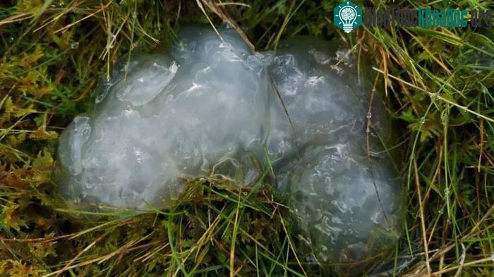 Có nhiều giả thiết về chất nhầy này, nhưng vẫn chưa làm sáng tỏ hoàn toàn.