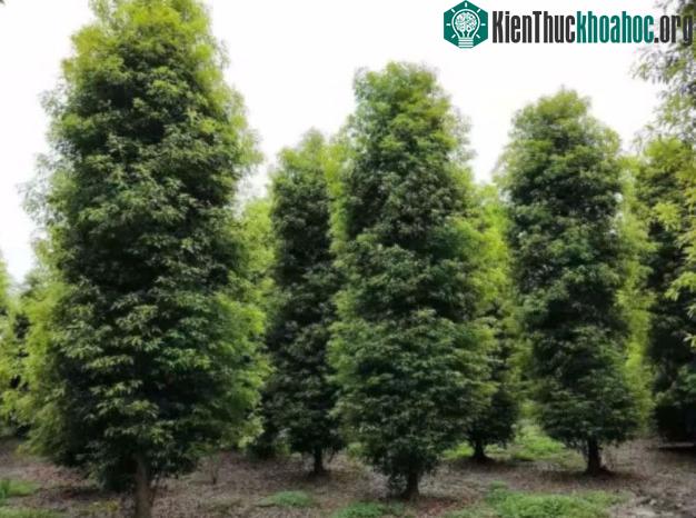 Dù có giá trị cao nhưng Kim tơ nam mộc không được trồng phổ biến.