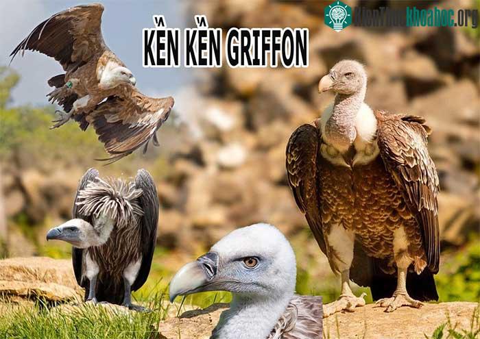 Kền kền Griffon.