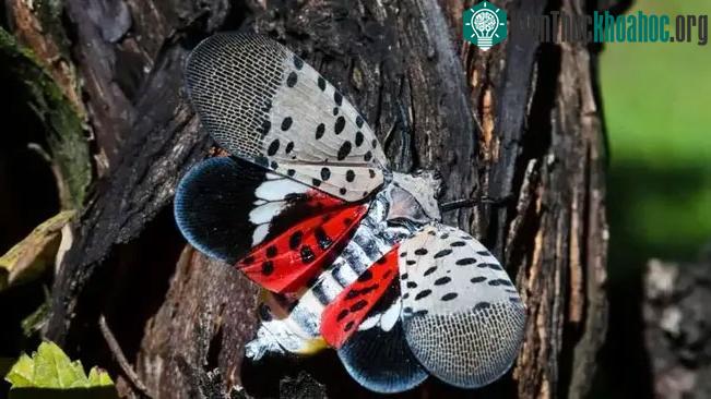 Spotted Lanternfly