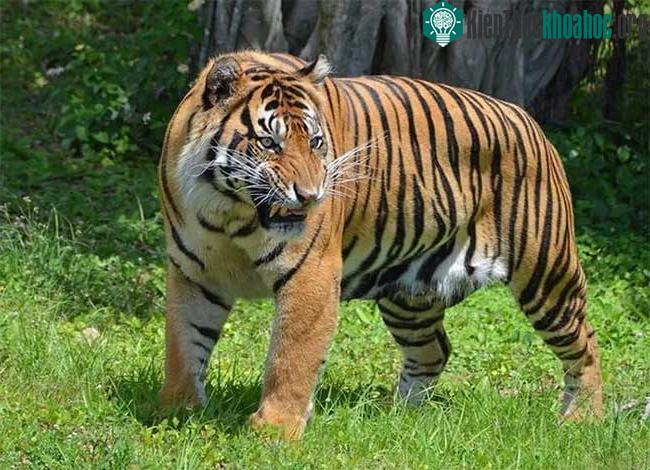 Hổ Sumatra