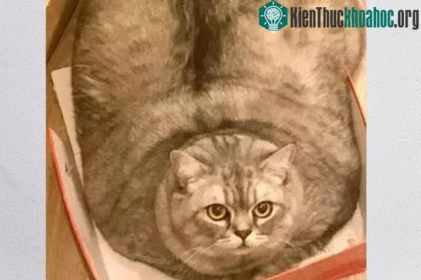 Đối mặt lao lý vì nuôi con mèo "béo nhất thế giới" ảnh 3