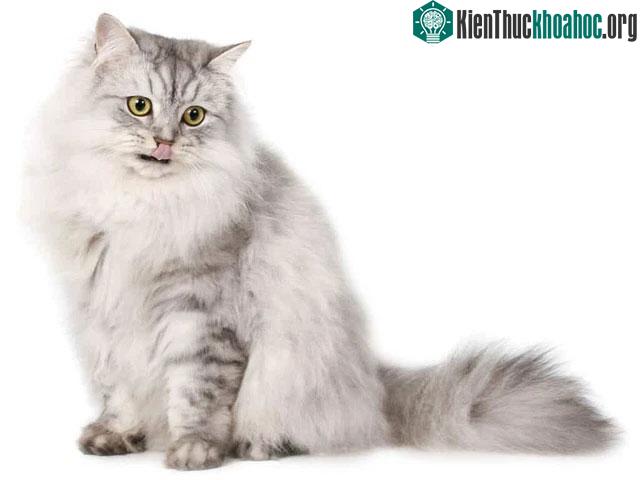 Chinchilla thích được vuốt ve và âu yếm.