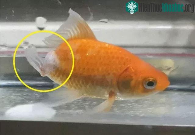 Phần đuôi cá cũng đã mọc lại từ chỗ bị thối rữa