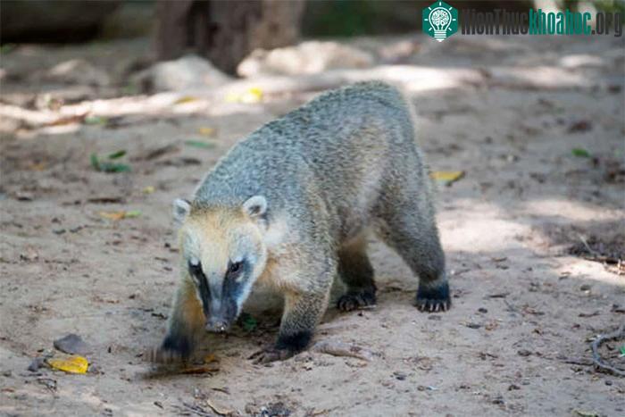 Gấu mèo Coati lùn phương Tây