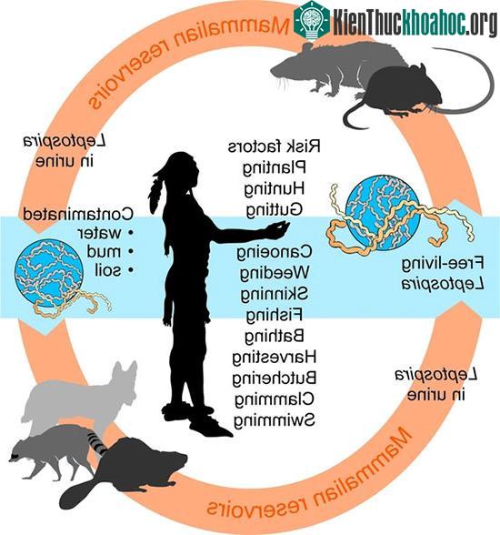 Vòng đời của bệnh leptospirosis.