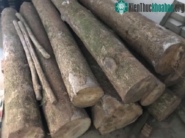 Lạ đời cây gỗ bán giá gần 9.000 tỷ nhưng cho giống không ai muốn trồng ảnh 4