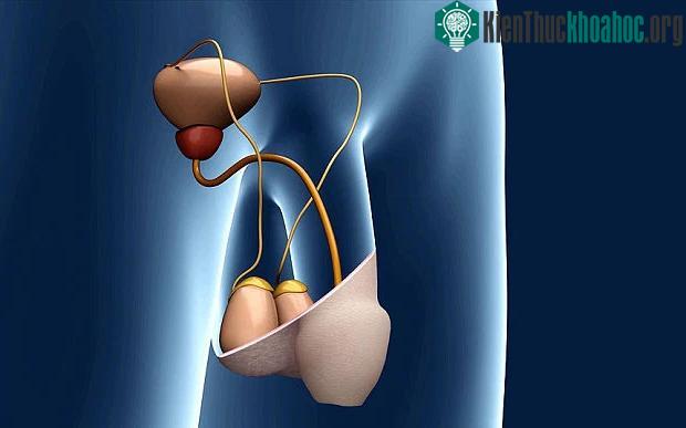Hạt nano sưởi ấm tinh hoàn có thể giúp nam giới tránh thai trong 7 ngày ảnh 4