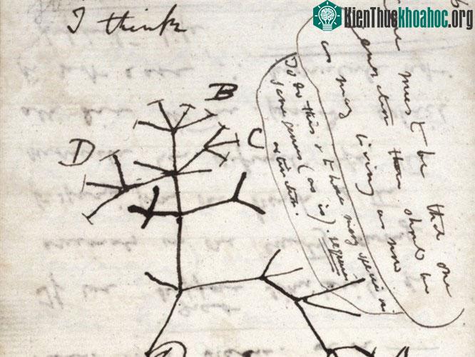 Trong ảnh là sơ đồ của Charles Darwin năm 1837.