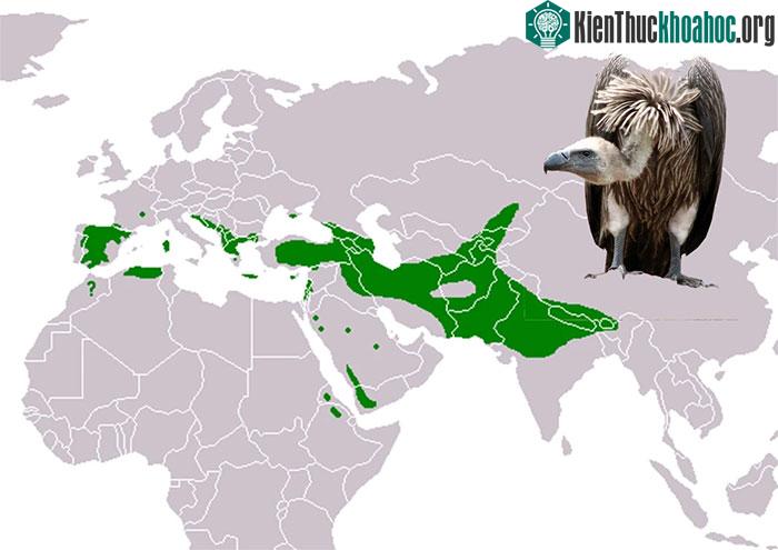 Vùng phân bố của chim kền kền Griffon.