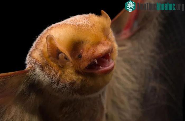 Dơi có thể nhiễm những loại virus chết chóc, kể cả dại và Ebola, mà không mắc bệnh.