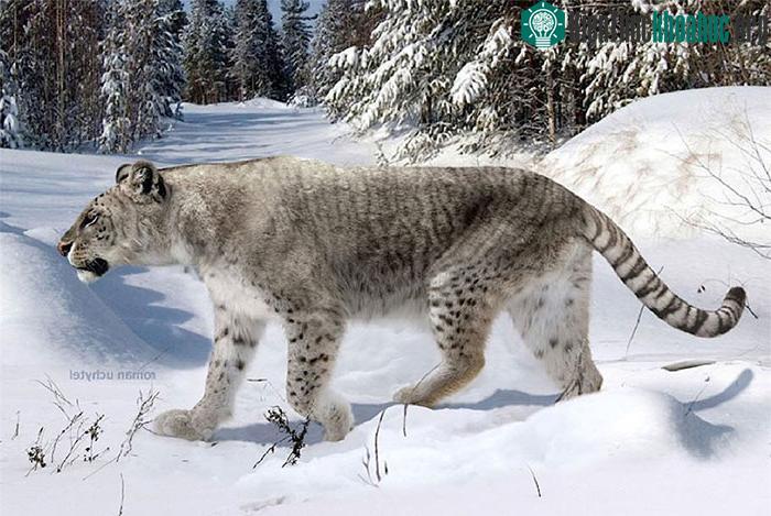 Panthera palaeosinensis - Hổ Trung Quốc cổ đại.