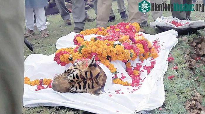 Hổ Machali được chôn cất theo truyền thống đạo Hindu.