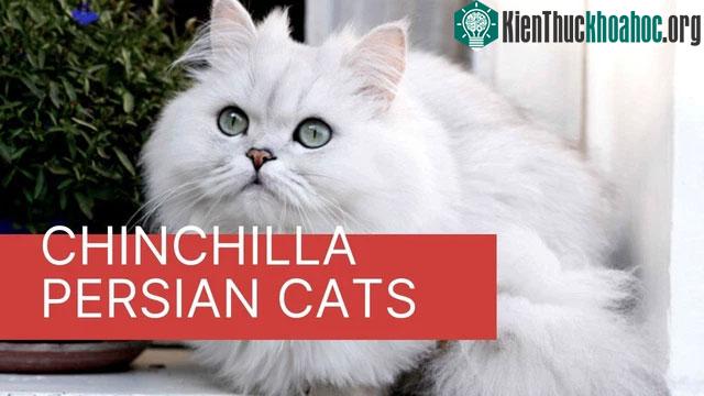 Đây cũng là một giống mèo yêu thích sự sạch sẽ.