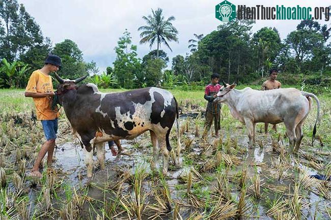 Những sự thật thú vị tại lễ hội đua bò Indonesia ảnh 5