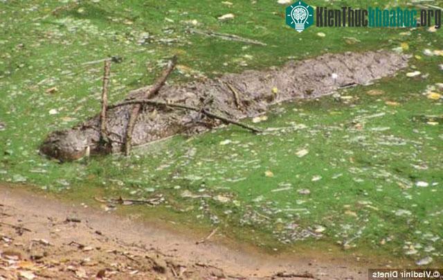 Một con cá sấu đang giữ cây trên đầu để thú hút những con chim nước kém may mắn.