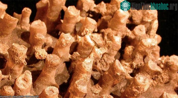 Thảm thực vật trong suốt thời kỳ này ban đầu phát triển mạnh mẽ do có tính ưa ẩm.