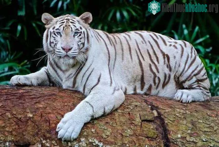 Hổ Bengal