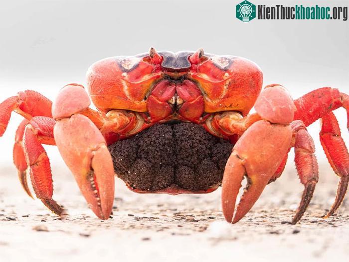 Mỗi con cua cái có thể mang trong mình tới 100.000 trứng.