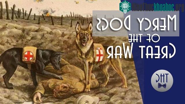 Người lính bị thương được tìm thấy bợi đội ngũ Mercy dogs.