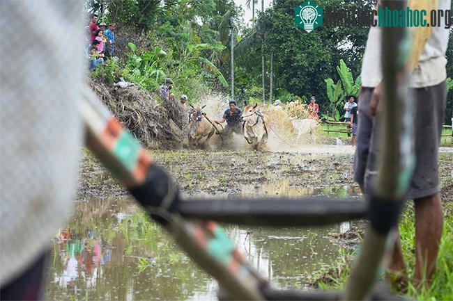 Những sự thật thú vị tại lễ hội đua bò Indonesia ảnh 6