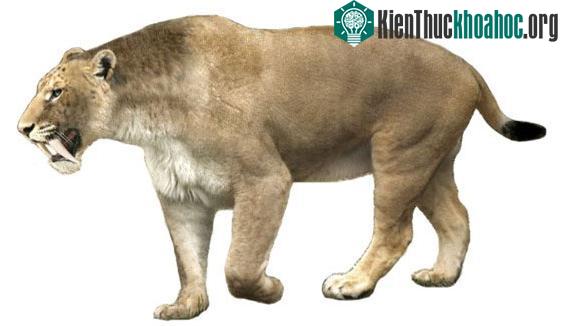 Smilodon gracilis.