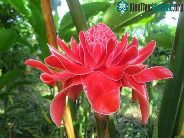 Loài hoa này sở hữu tên gọi và vẻ đẹp rất phù hợp với những ngày đầu năm mới