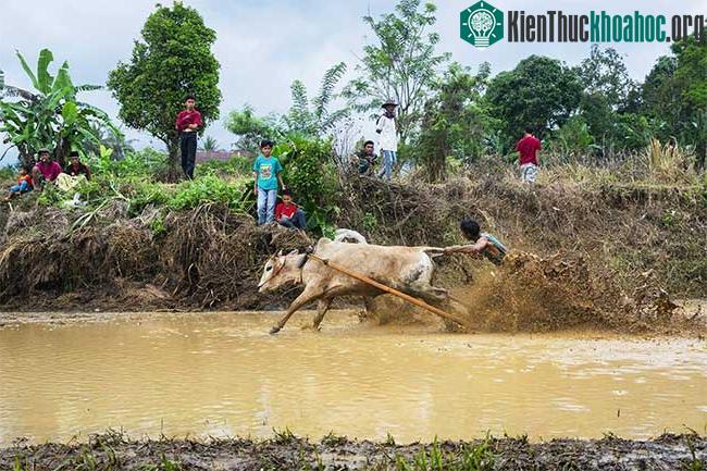 Những sự thật thú vị tại lễ hội đua bò Indonesia ảnh 7
