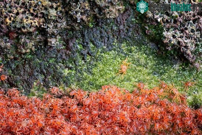 Ngay khi chui ra khỏi trứng, những con cua con sẽ bắt đầu hành trình trở về cội nguồn