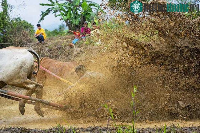 Những sự thật thú vị tại lễ hội đua bò Indonesia ảnh 8