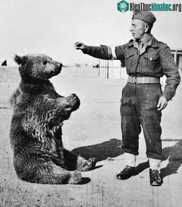 Con gấu tên Wojtek
