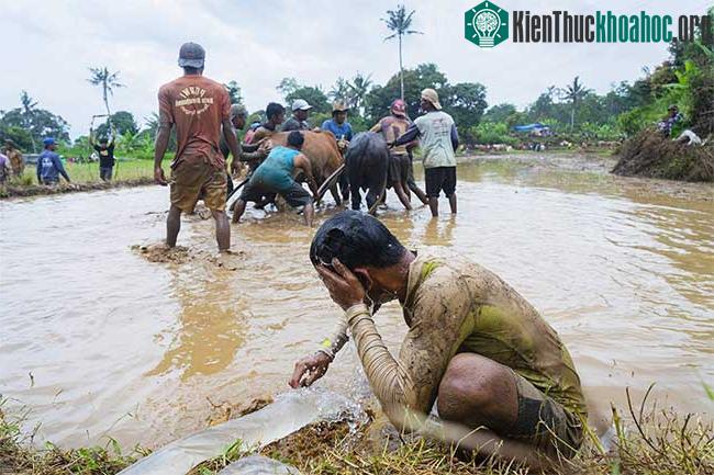 Những sự thật thú vị tại lễ hội đua bò Indonesia ảnh 9