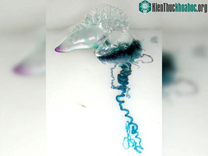 Sứa lửa có hình dạng trong như chiếc tàu chiến.