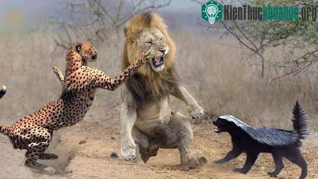 Lửng mật - trùm giang hồ đồng cỏ, vua cà khịa, ông hoàng liều lĩnh, chúa tể "bất cần đời"! ảnh 9