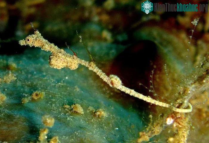 Cá hải long Lembeh